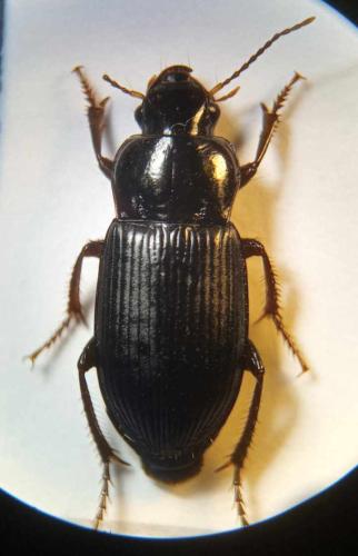 Réf. 328 111 : Harpalus rufipalpis